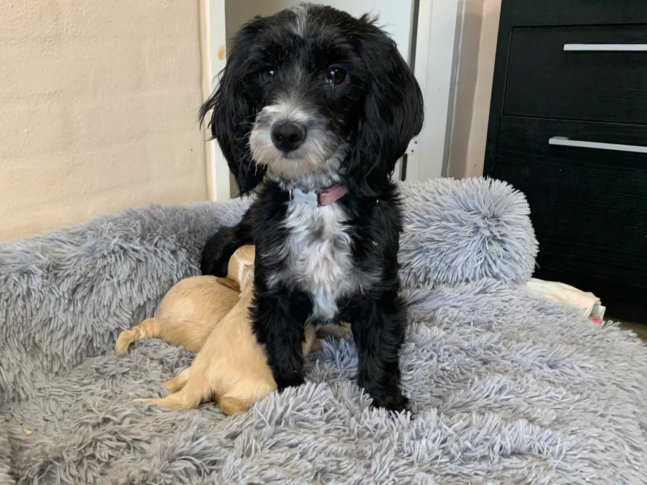 Billede 13 - Små fine Maltipoo babyer 