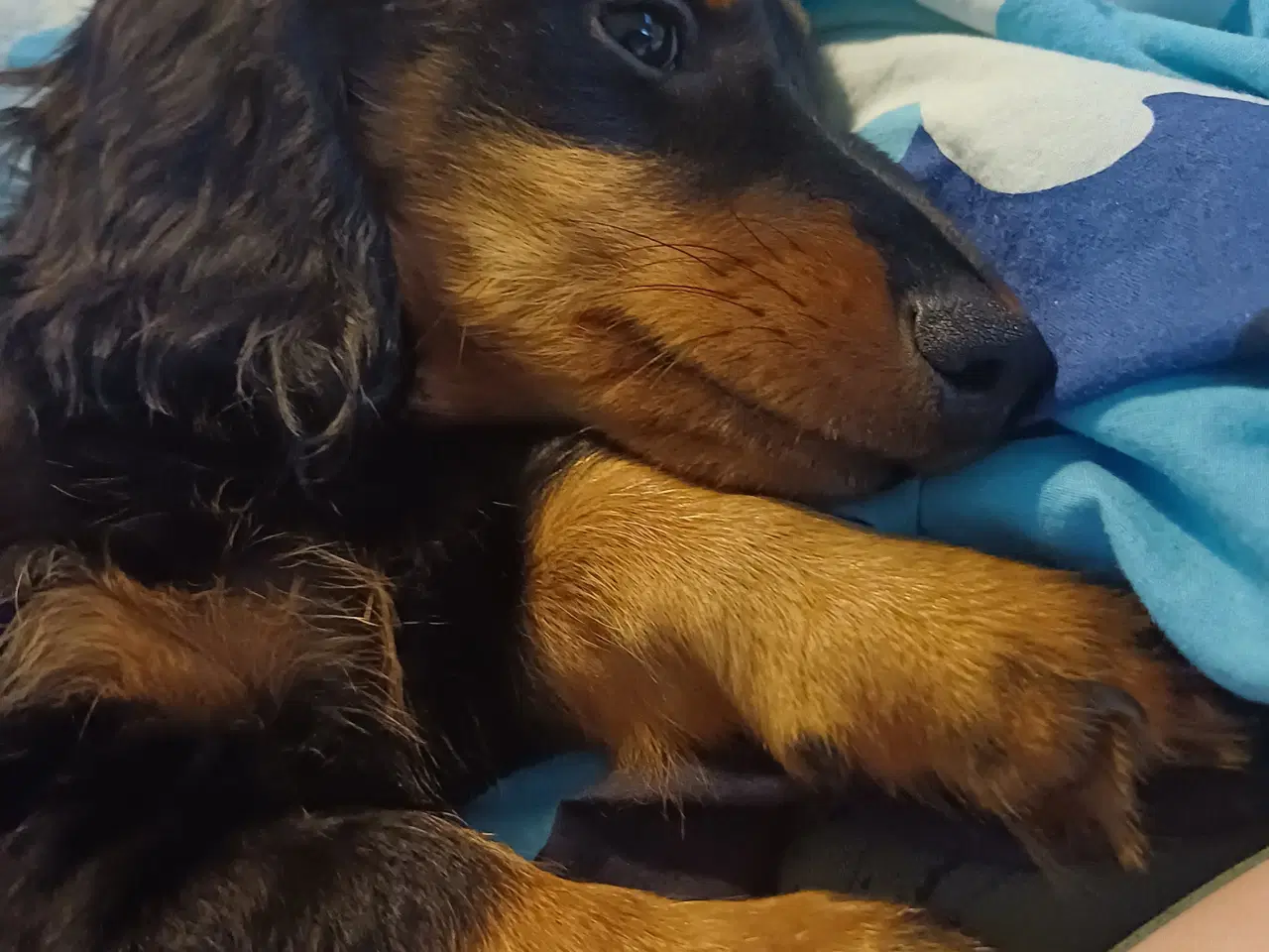Billede 8 - Langhåret dværg gravhund med  DKKstamtavle.
