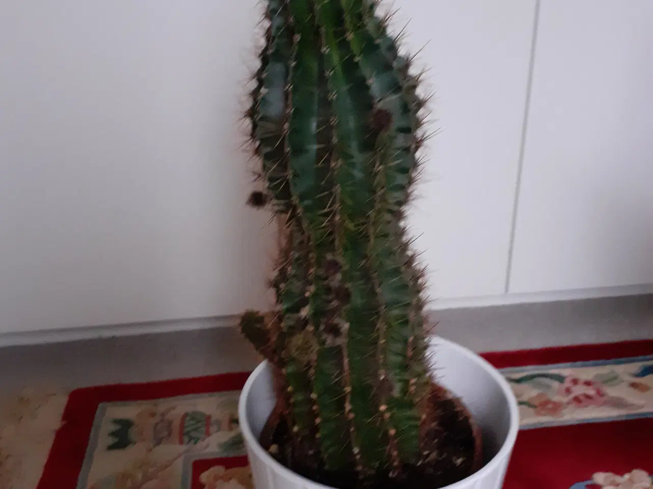 Billede 1 - Kaktus