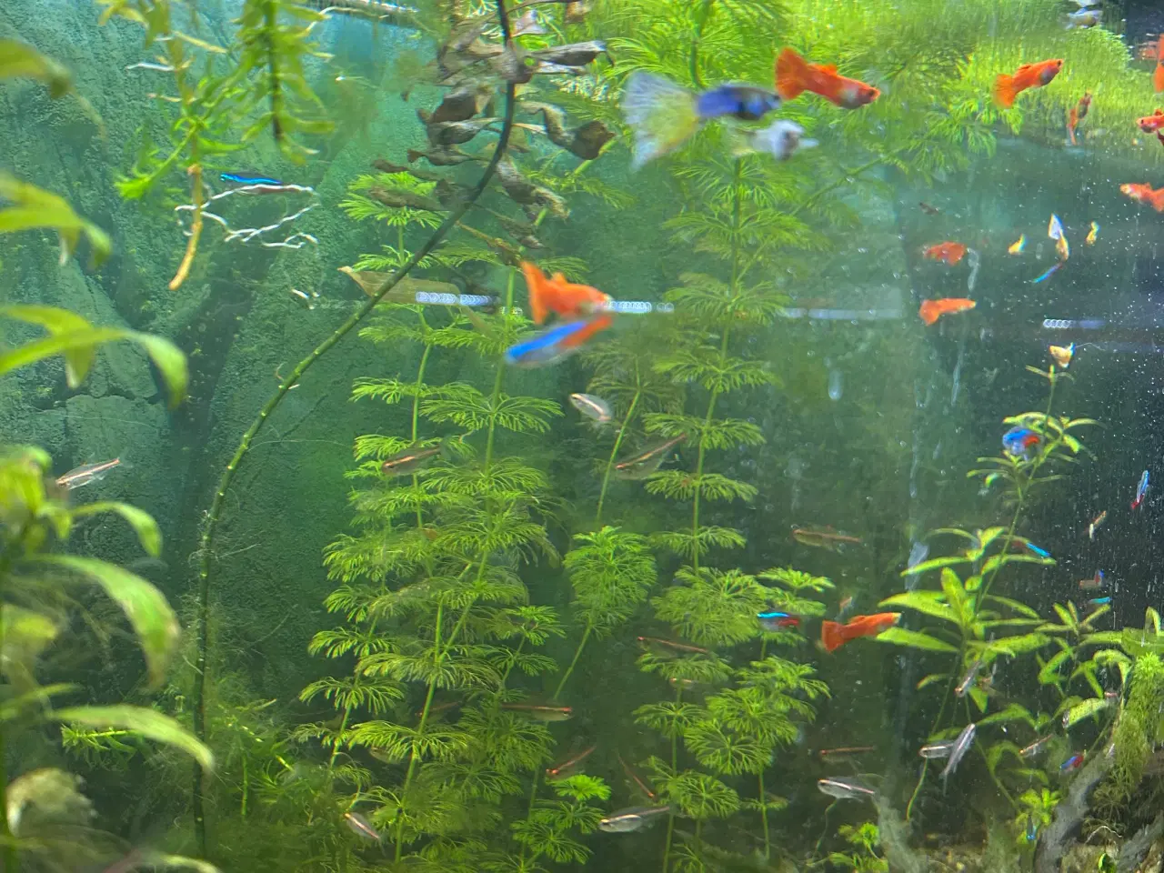 Billede 4 - 🐠 Guppyer – voksne i flotte farver | Afhentning