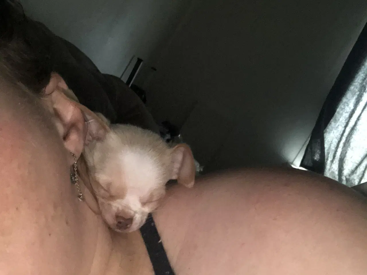 Billede 5 - 75% Chihuahua blanding dreng