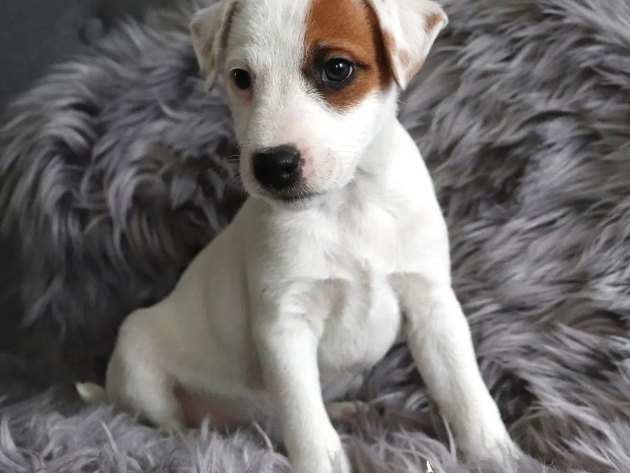 Billede 3 - Jack russell terrier hvalpe