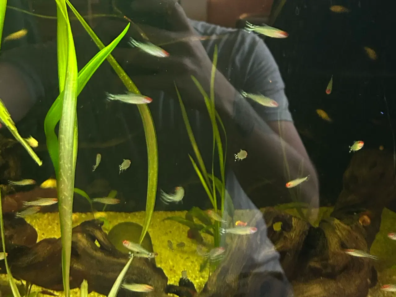 Billede 8 - 🔥🐟 Rødnæsetetra – perfekte stimefisk til akvarie