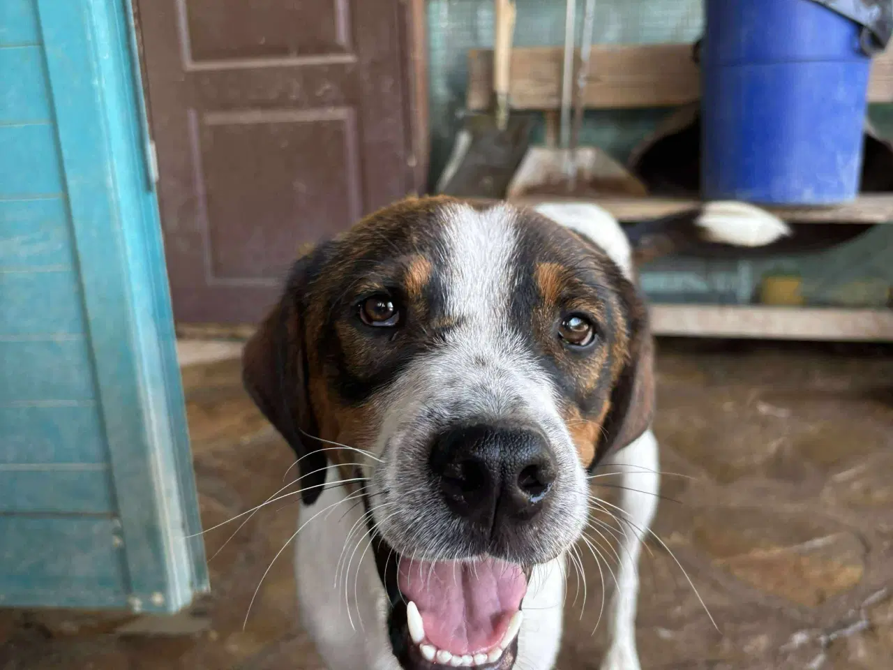 Billede 2 - Adopter Vince, og få en prins 🐶