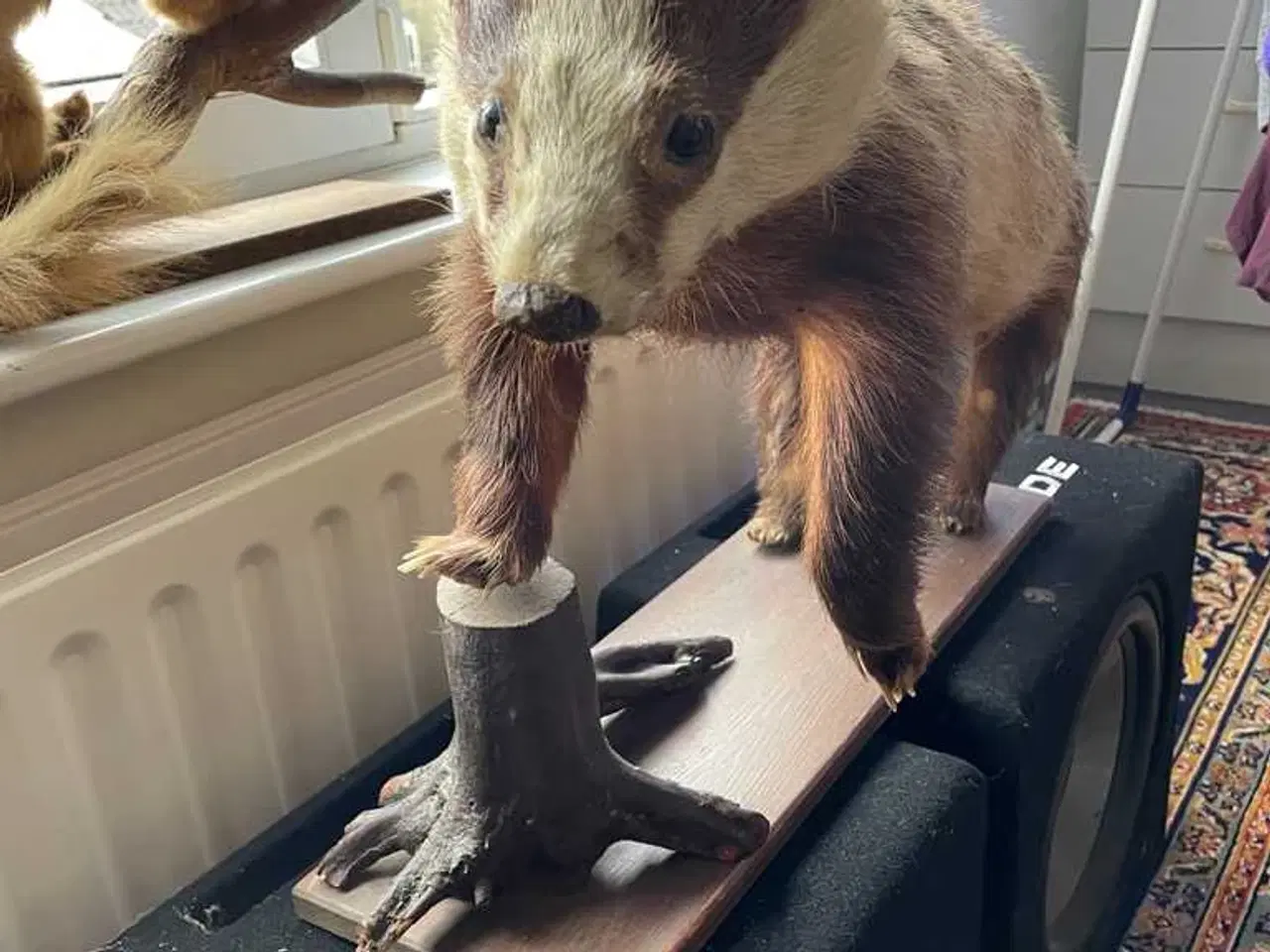 Billede 1 - Hr grævling sælges 