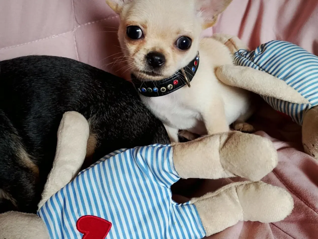 Billede 2 - Skøn chihuahua han mix hvalp