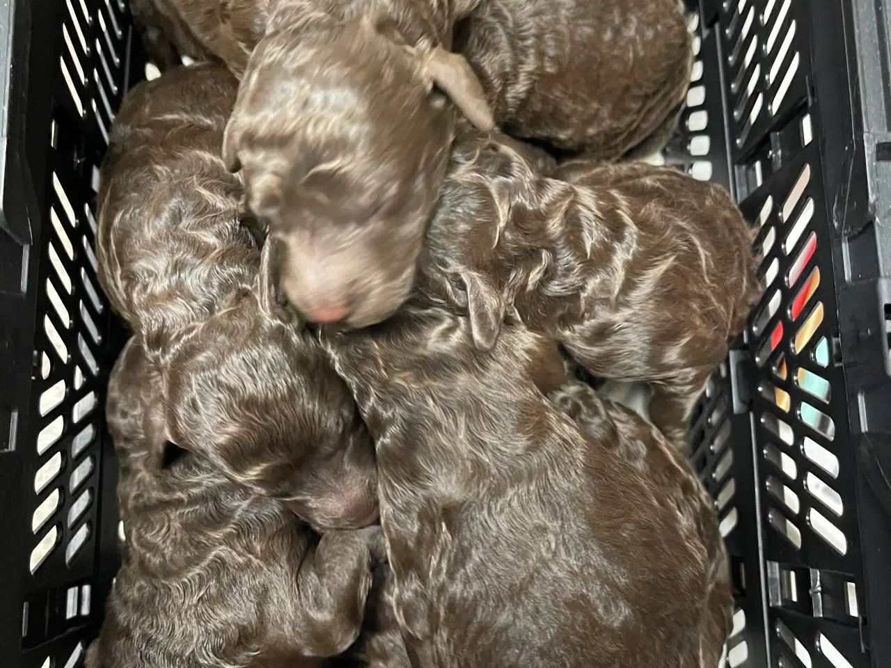 Billede 2 - Goldendoodle til jul 