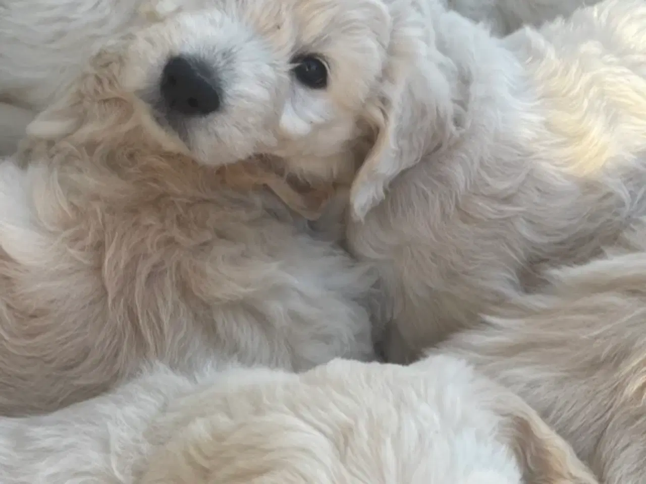 Billede 17 - Doodle - Goldendoodle-hvalpe