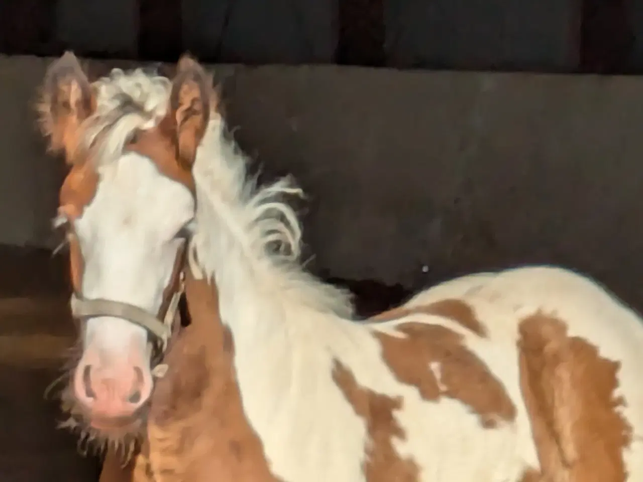 Billede 8 - Tinker /Irish cob hoppe føl