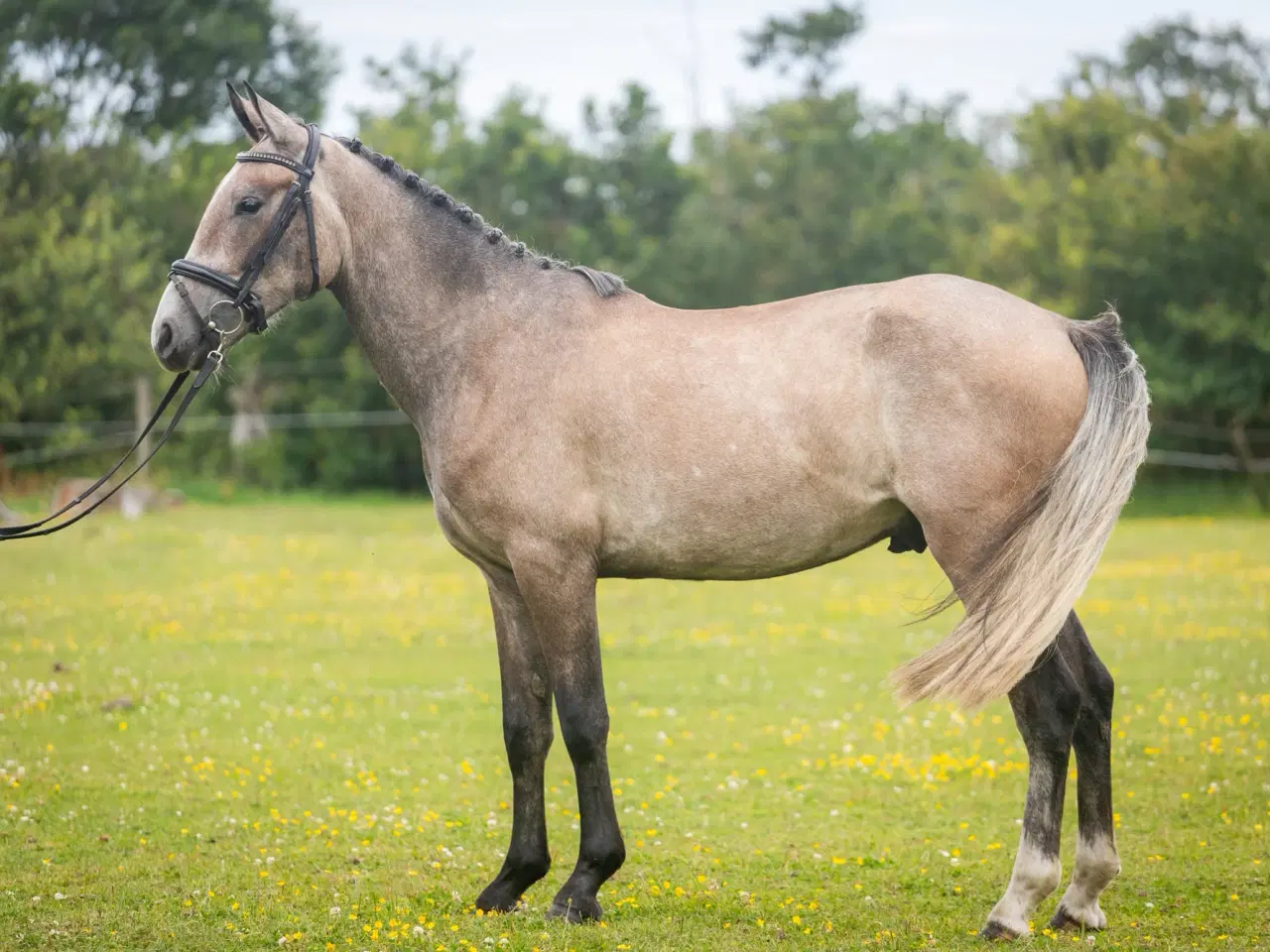 Billede 3 - Dejlig 3 års kat. I pony vallak