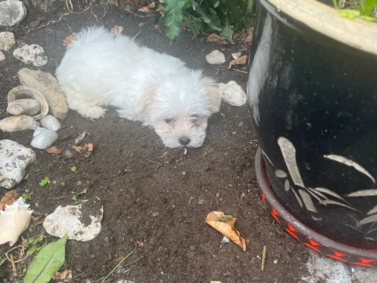Billede 4 - Kærlige og allergivenlige Malteser og Bichon Havan
