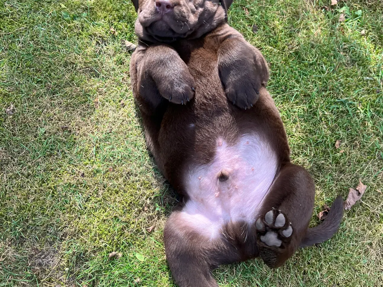 Billede 3 - Brune labradorhvalpe