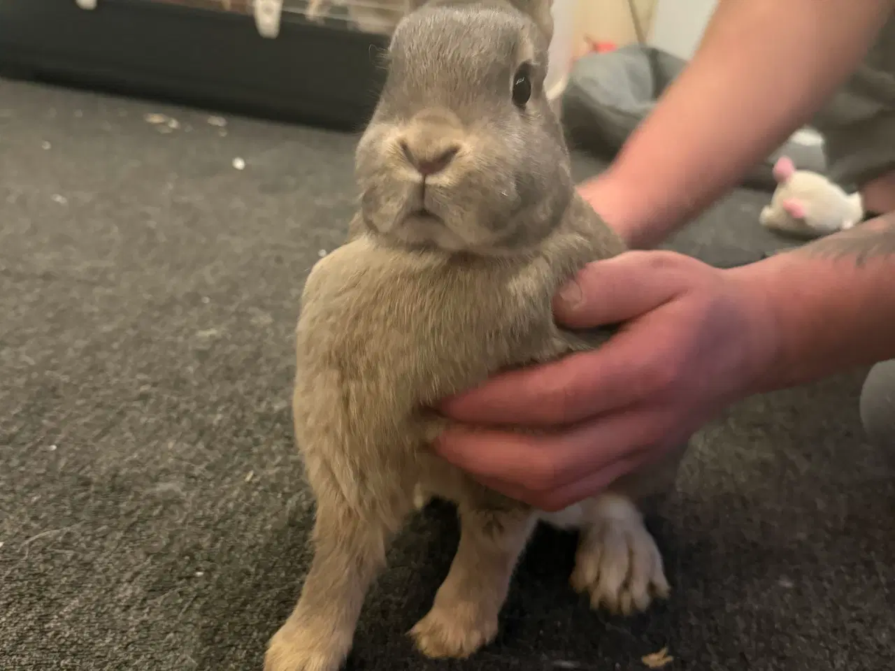 Billede 3 - Kanin