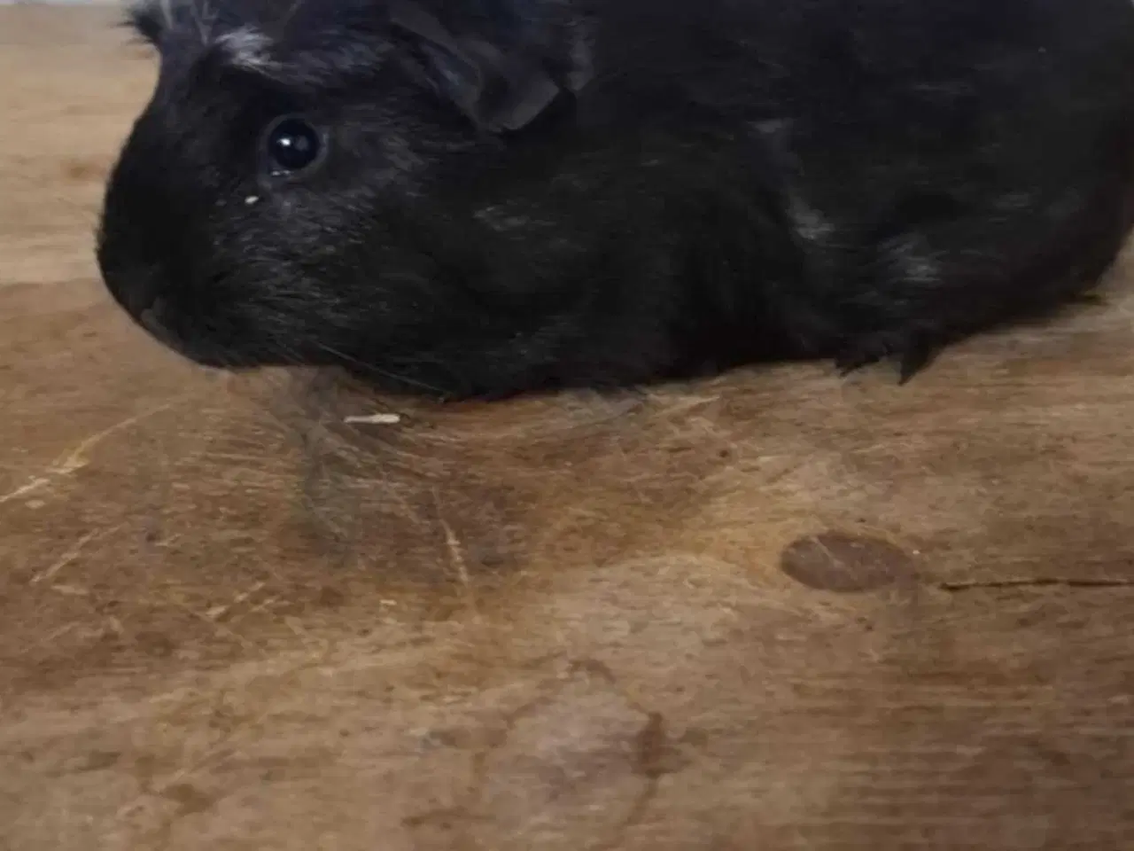 Billede 3 - 1 hun og 1 han unge