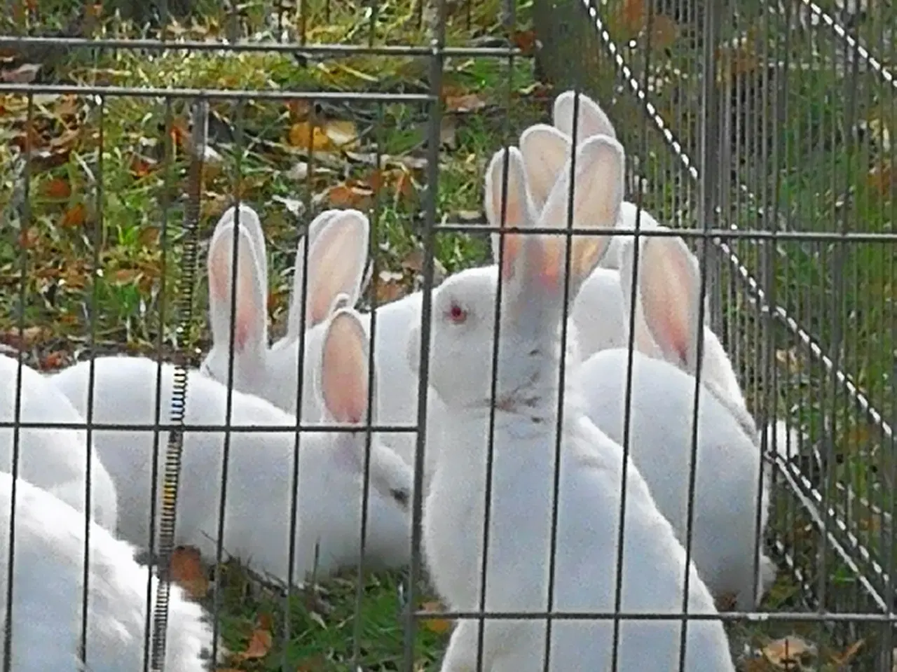 Billede 6 - Hvid Land kanin unger.