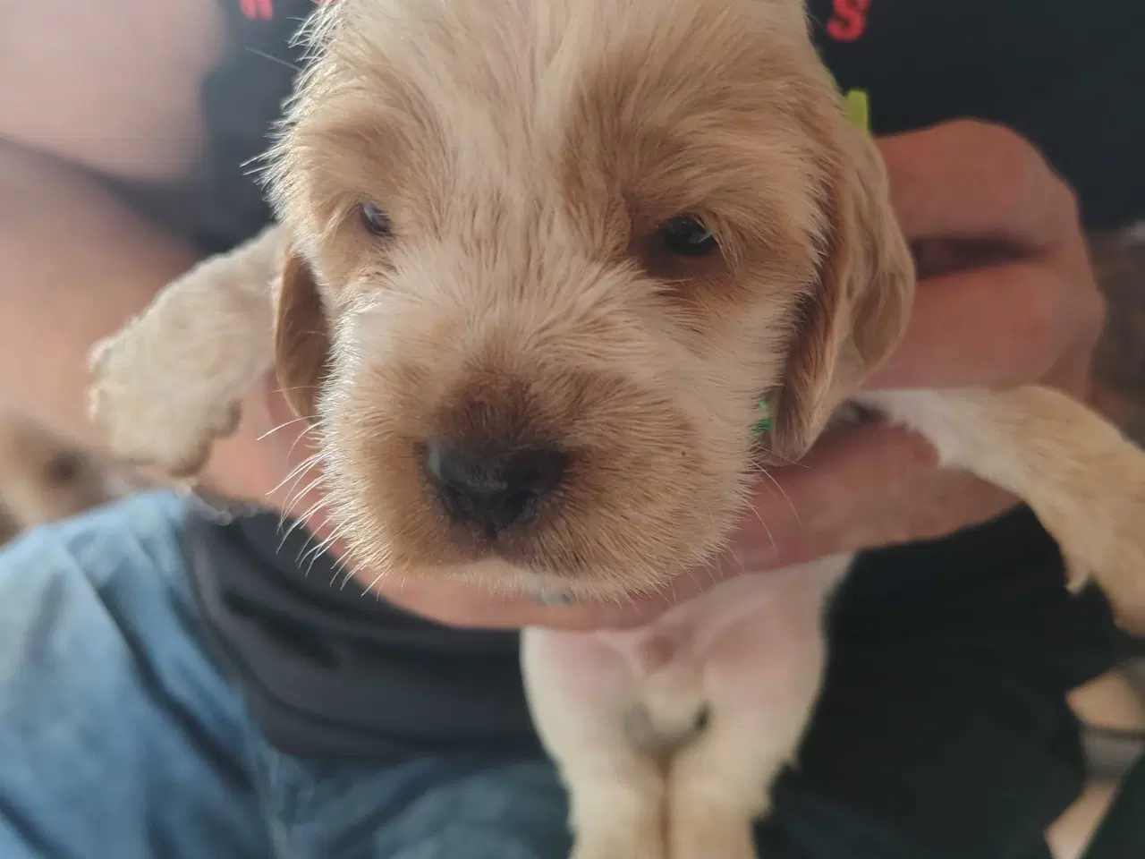 Billede 10 - Cocker Spaniel 