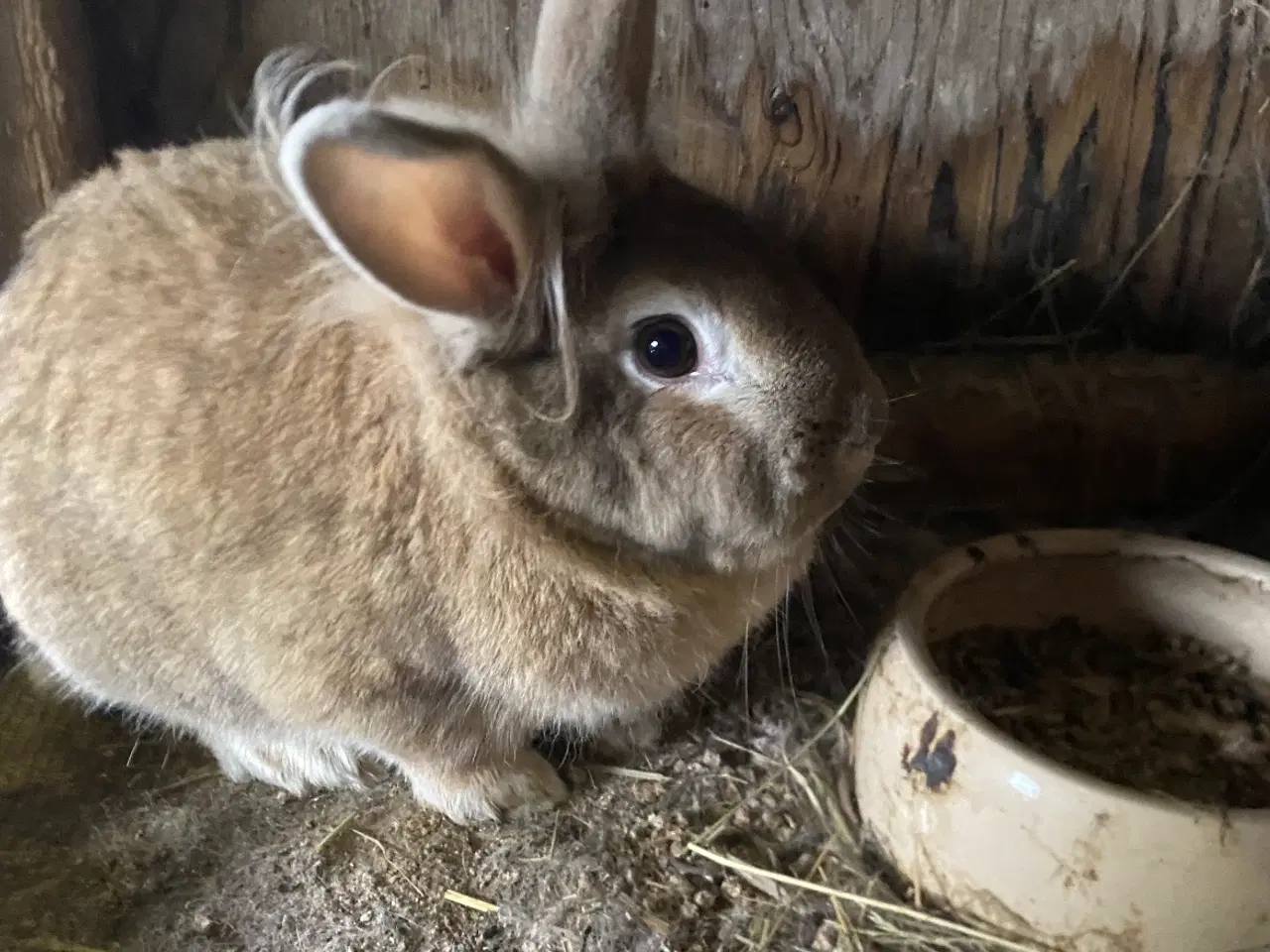 Billede 1 - To hånd tamme løvehoveder