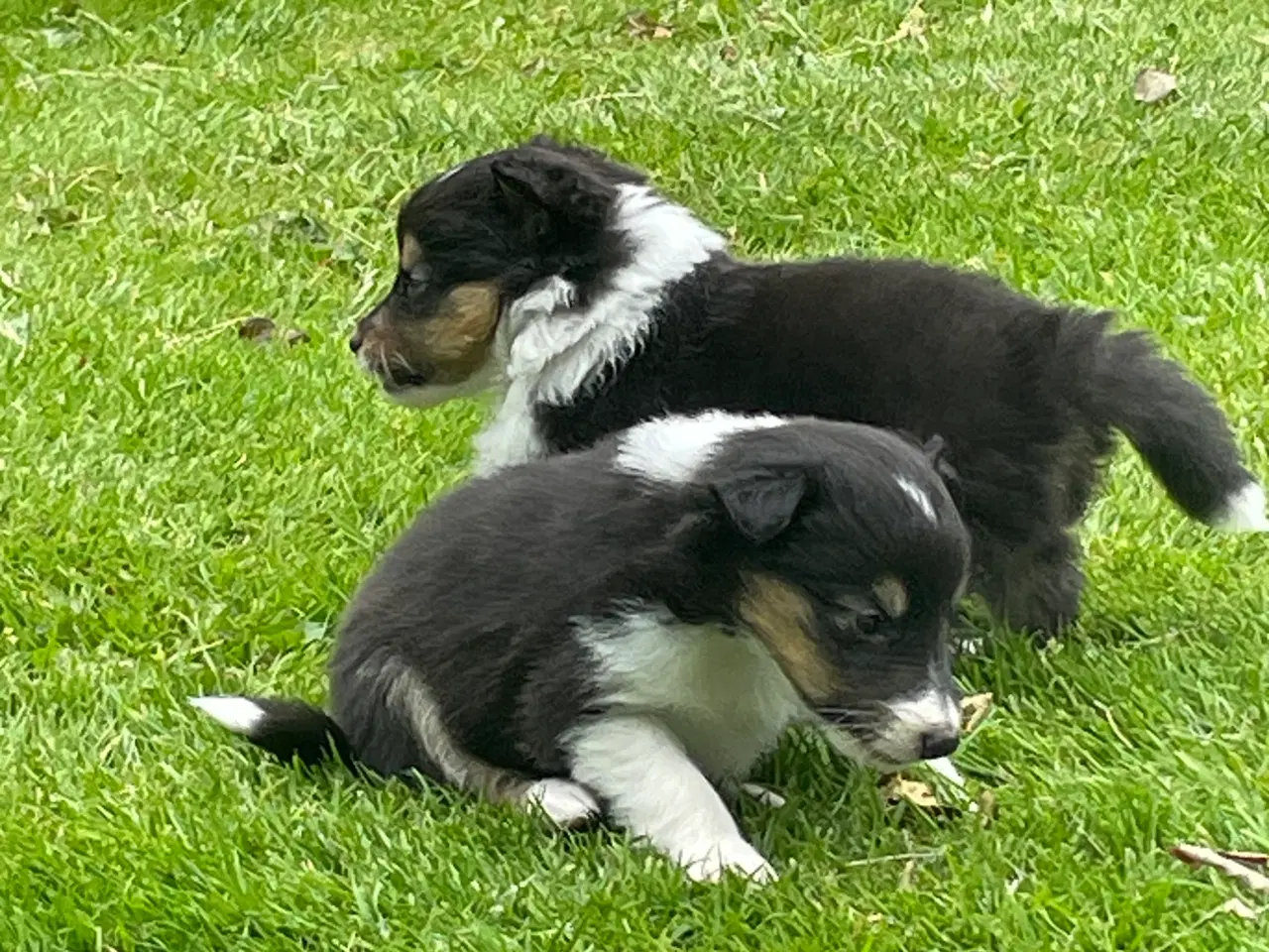 Billede 5 - Shetland sheepdog hvalpe