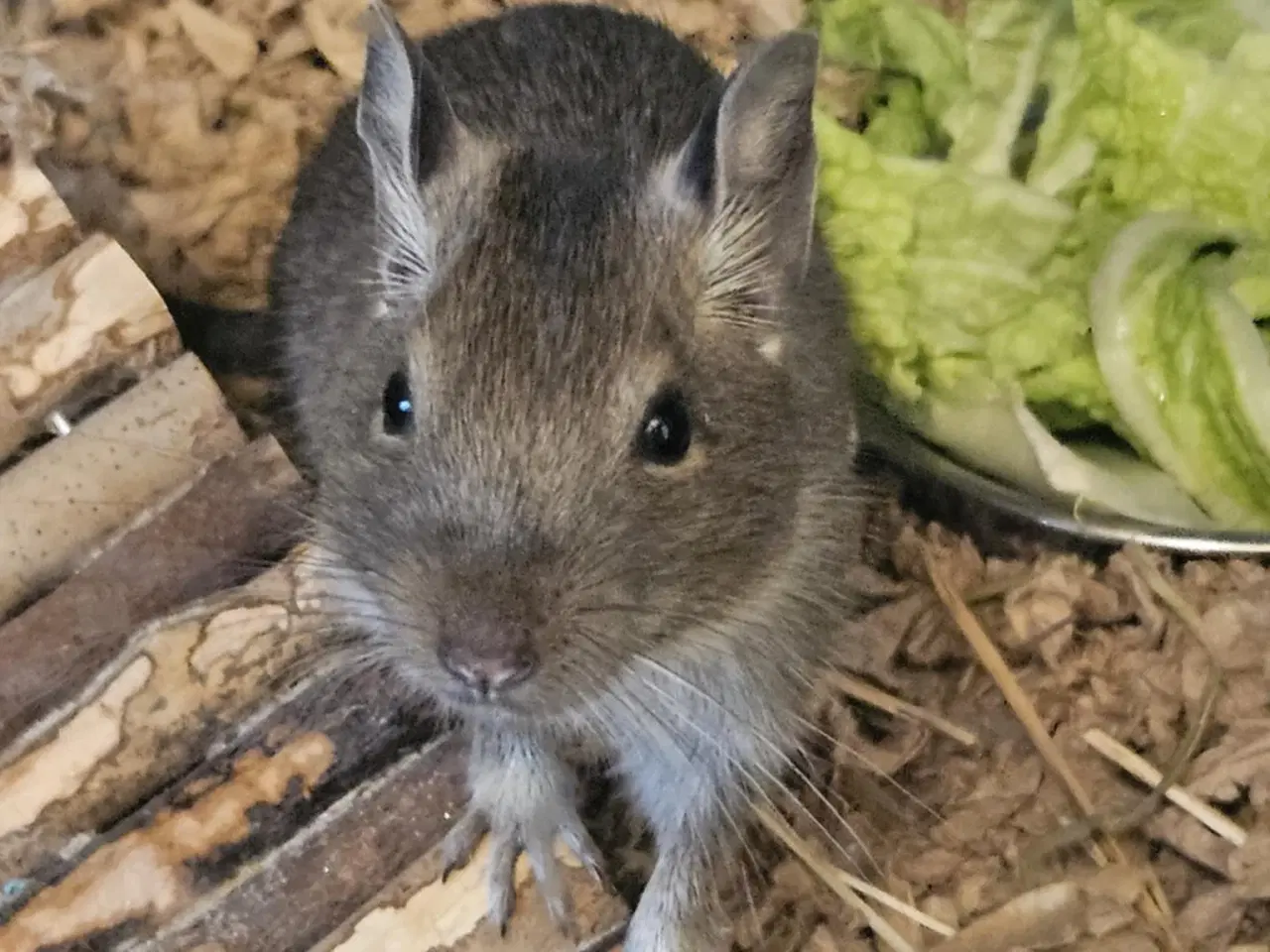 Billede 2 - degu han søger nyt grundet unger