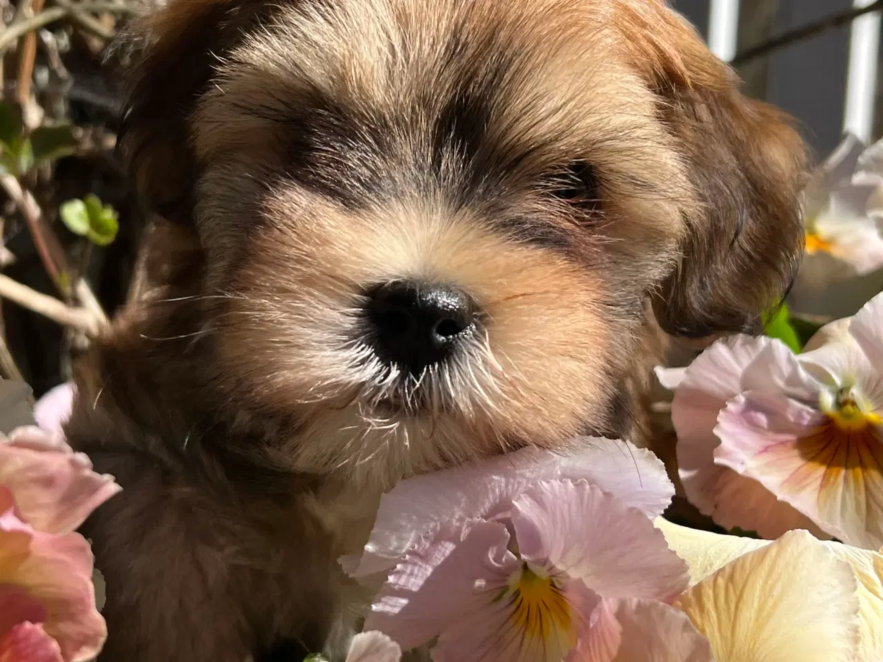 Billede 2 - 💕Skal sødeste Ditte være din 💕