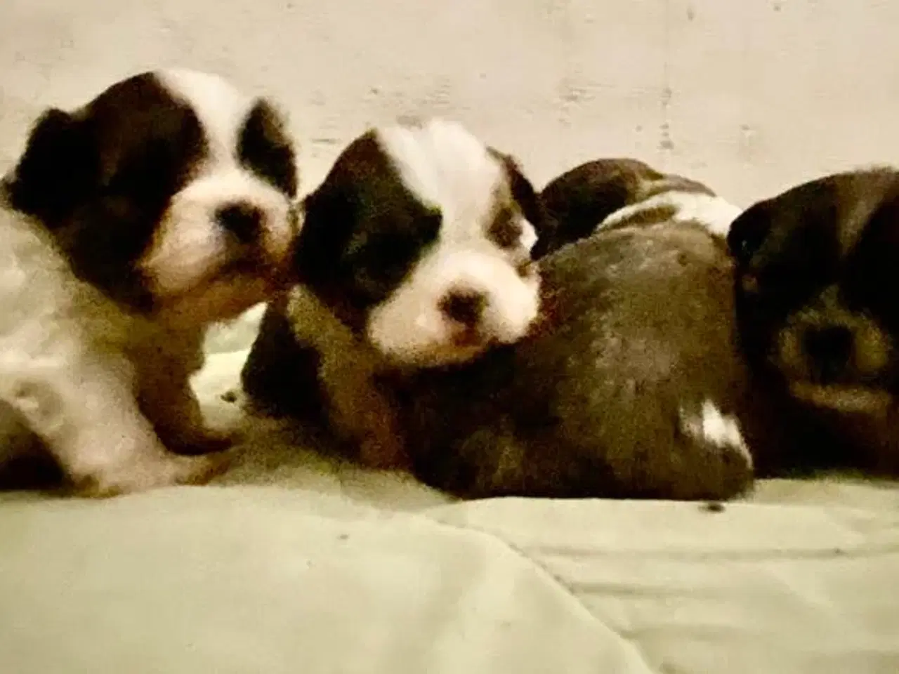 Billede 3 - Små allergivenlige og ikke fældende hundehvalpe