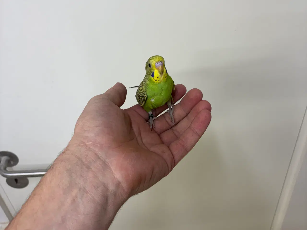 Billede 4 - Australske undulater