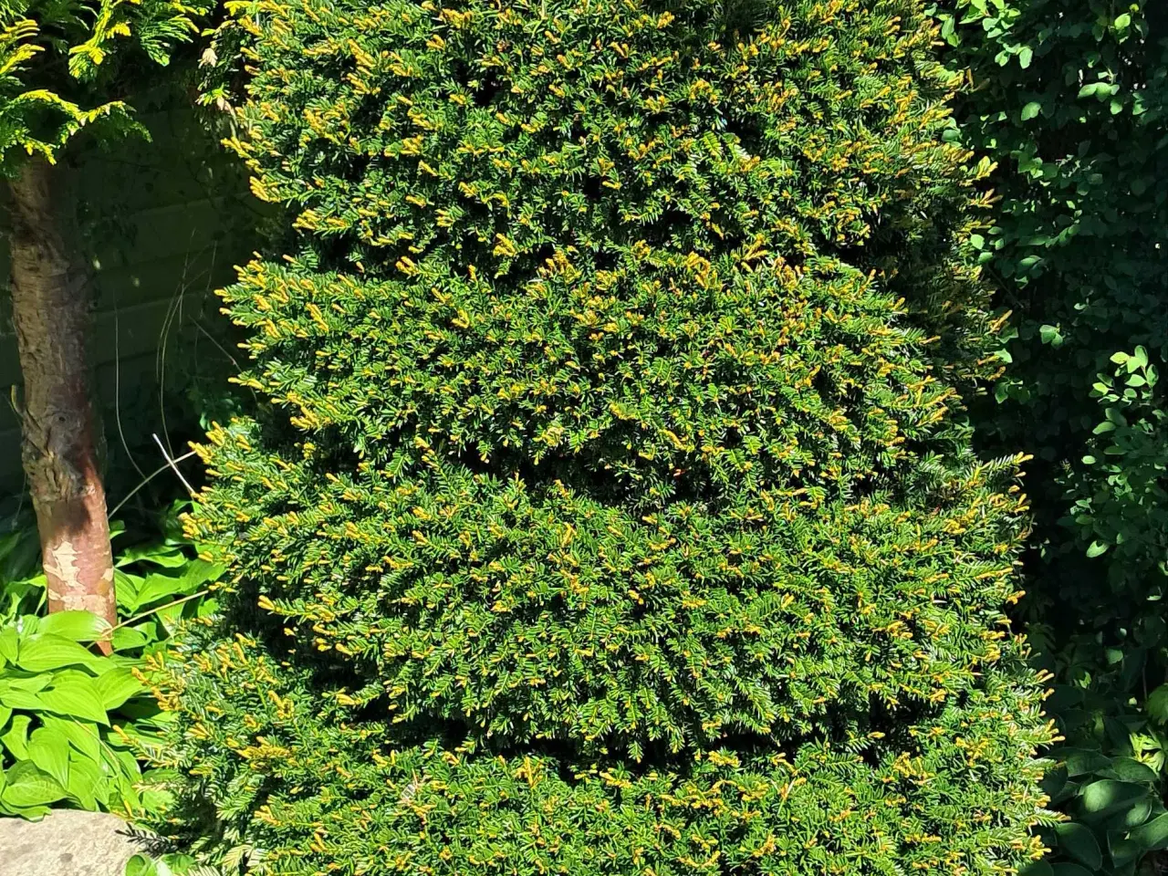 Billede 2 - Store sten og haveplanter bortgives 