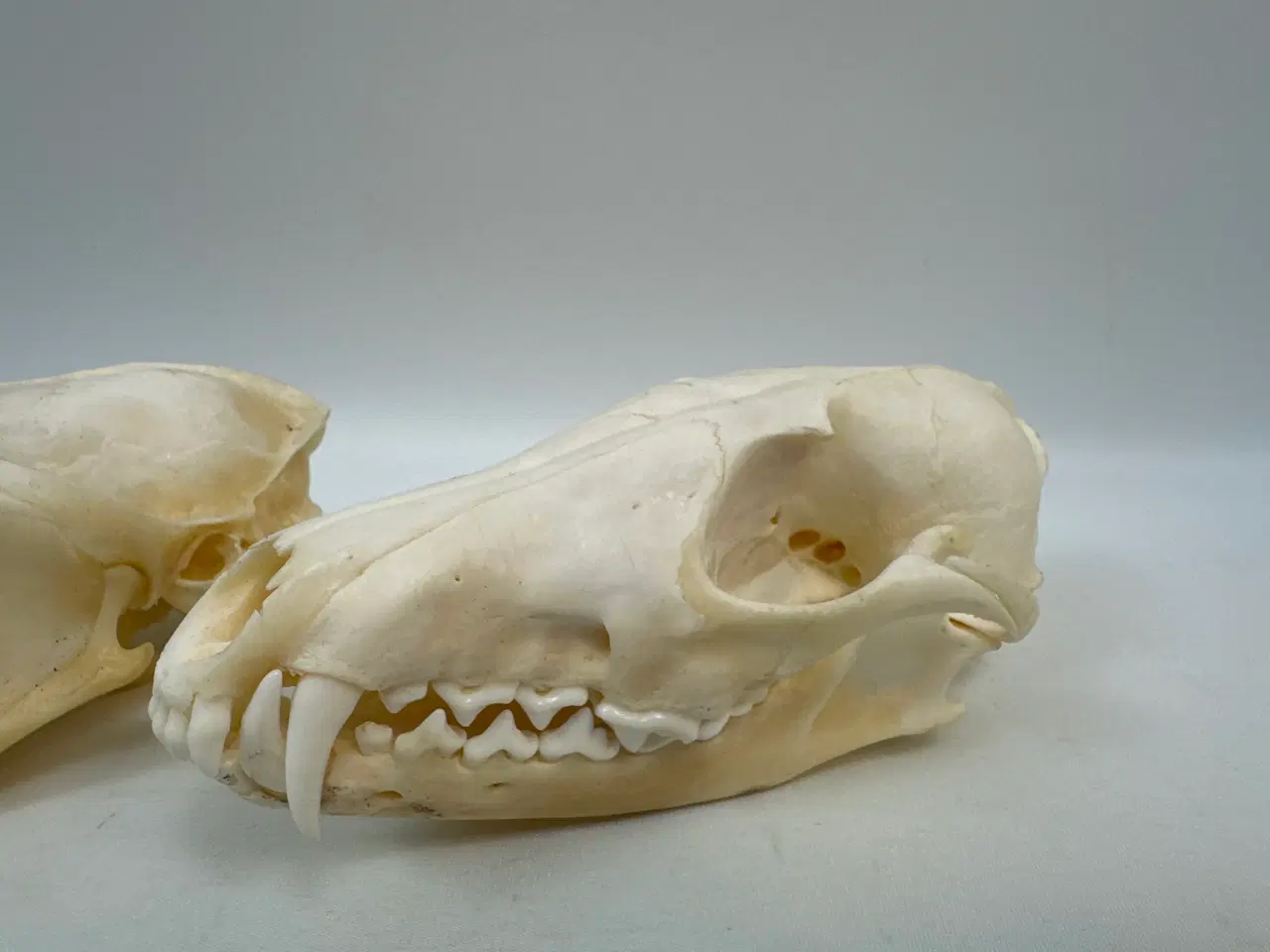 Billede 4 - 2 stk. kranier fra ræv 