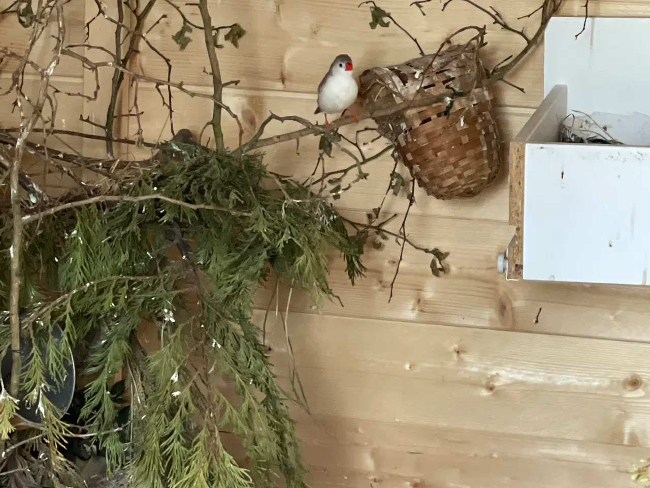 Billede 1 - Zebrafinker sælges til 50kr/par