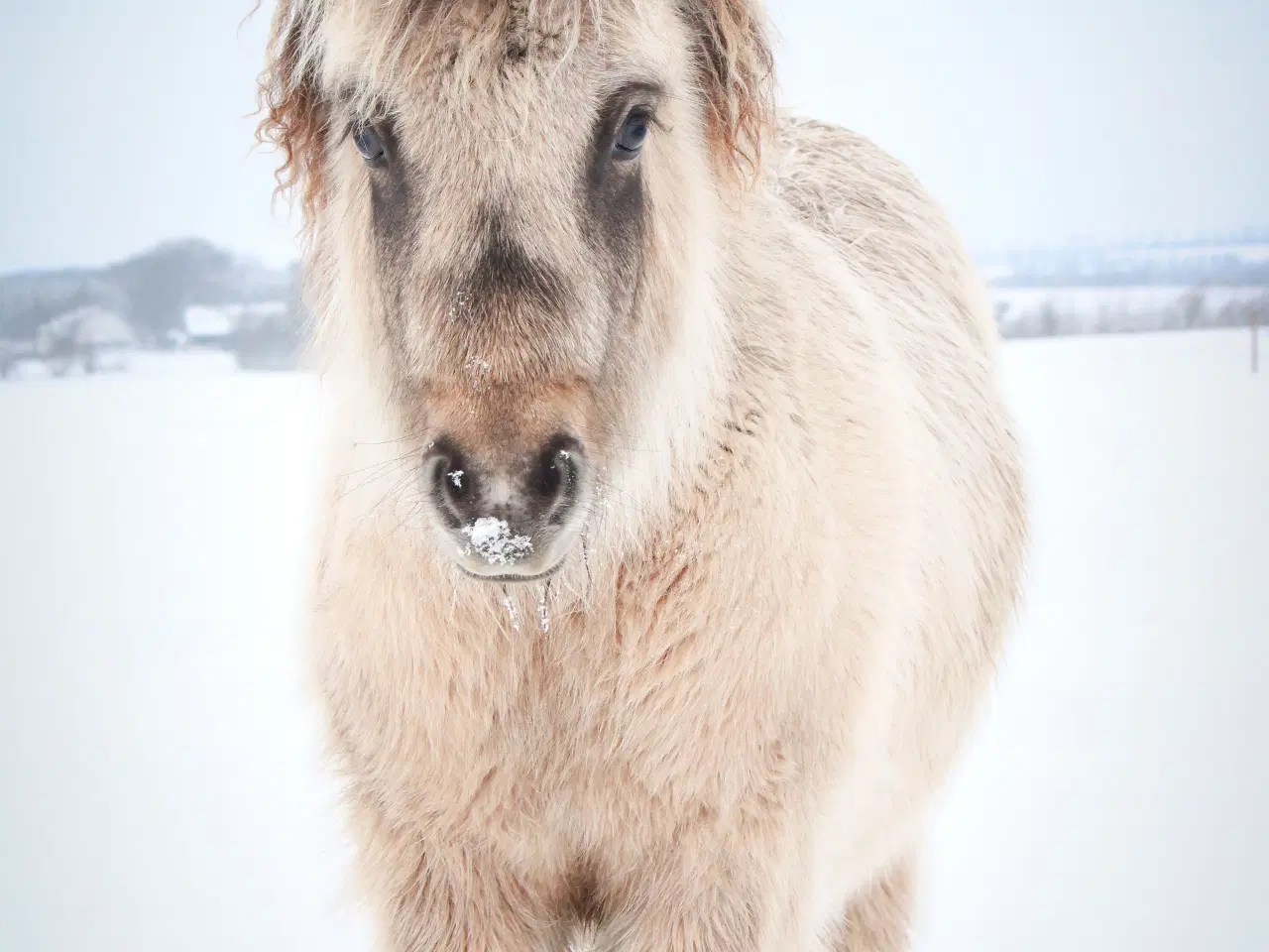 Billede 1 - Shetlænder føl med fantastisk farve og sind!