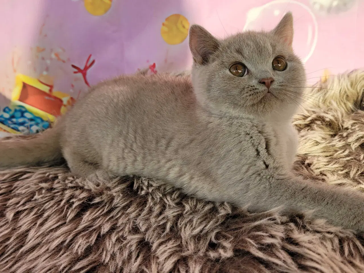 Billede 3 - Bsh hunkilling fawn