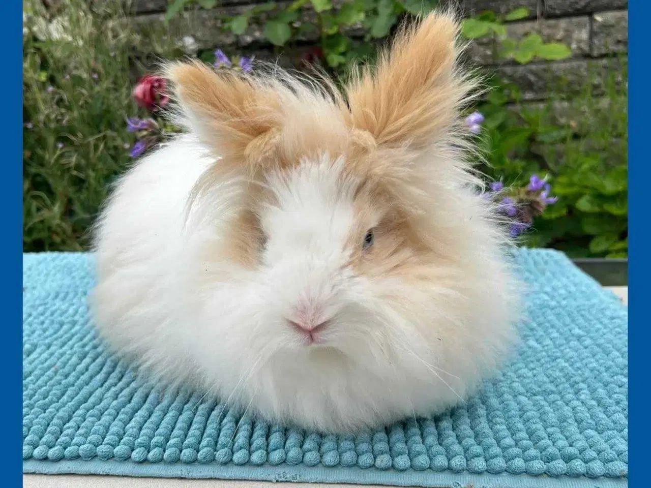 Billede 1 - Kastreret Teddy dreng (dværg angora han kanin)