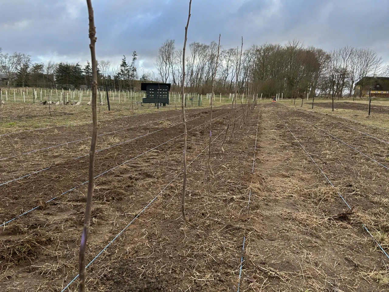 Billede 2 - 🌳 Økologiske podede valnøddetræer