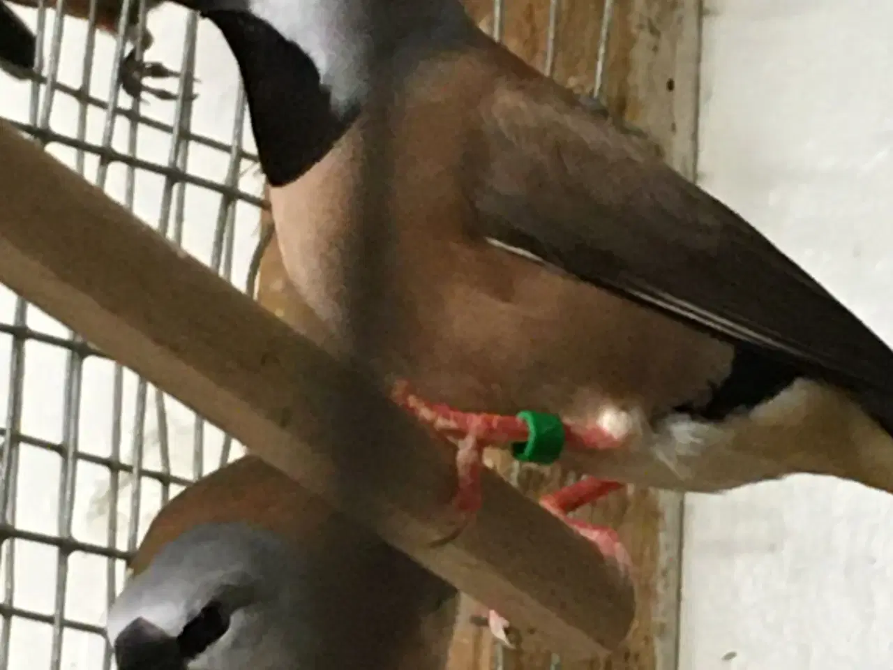 Billede 1 - Korthalet bæltefinker