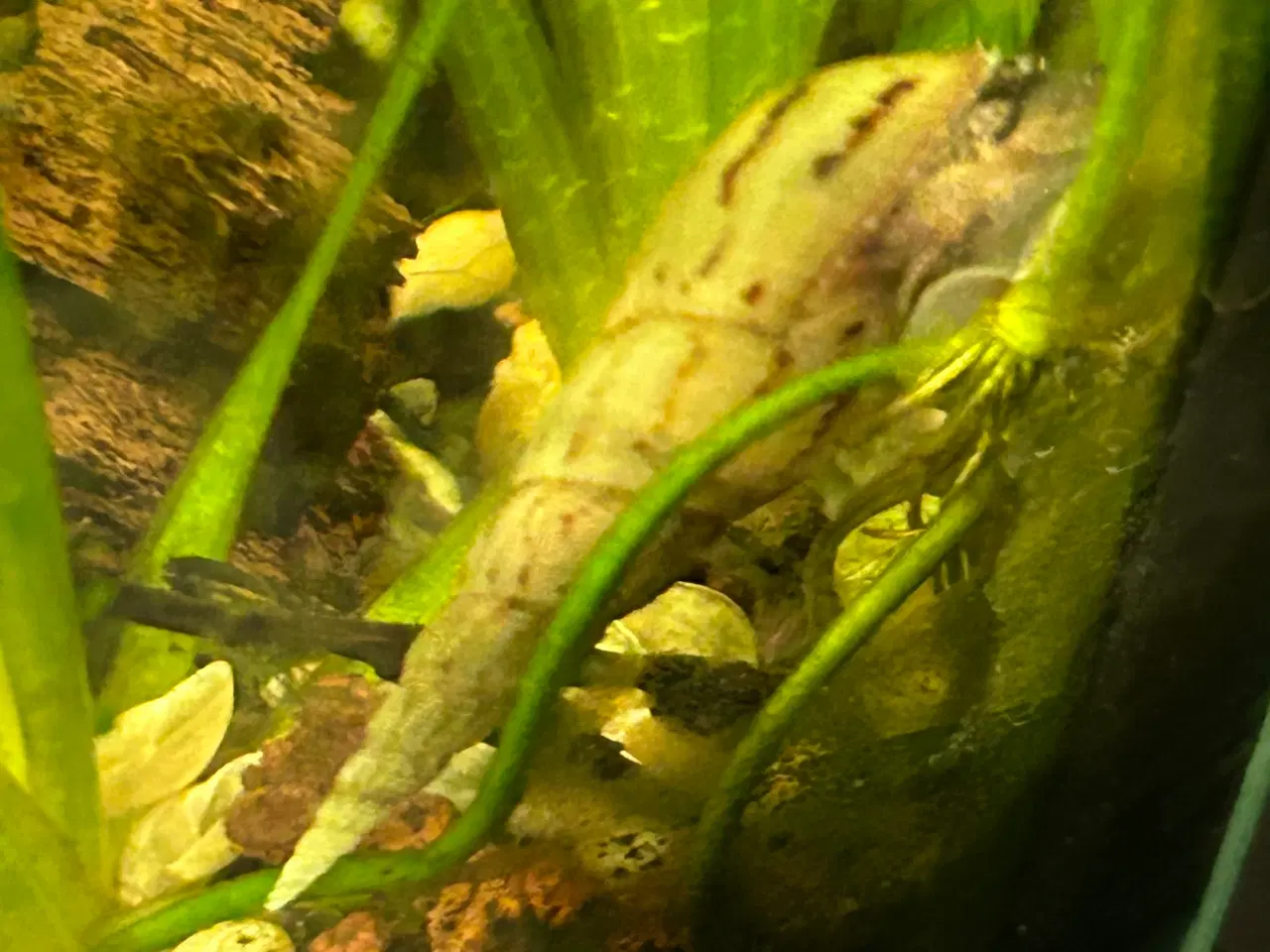 Billede 2 - 🐌 Malaysisk tårnsnegl – 2-5 cm | Afhentning eller