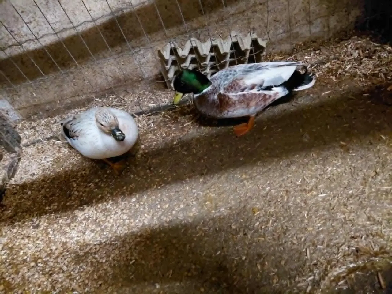 Billede 1 - Mignon ænder