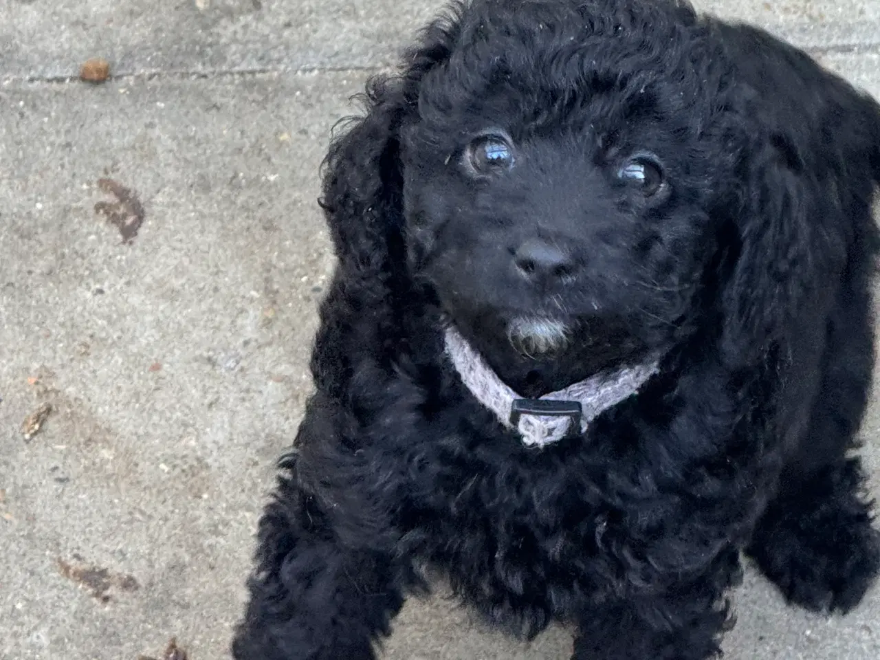 Billede 10 - ✨🐾 Engelske Cockapoo hvalpe søger nye hjem 