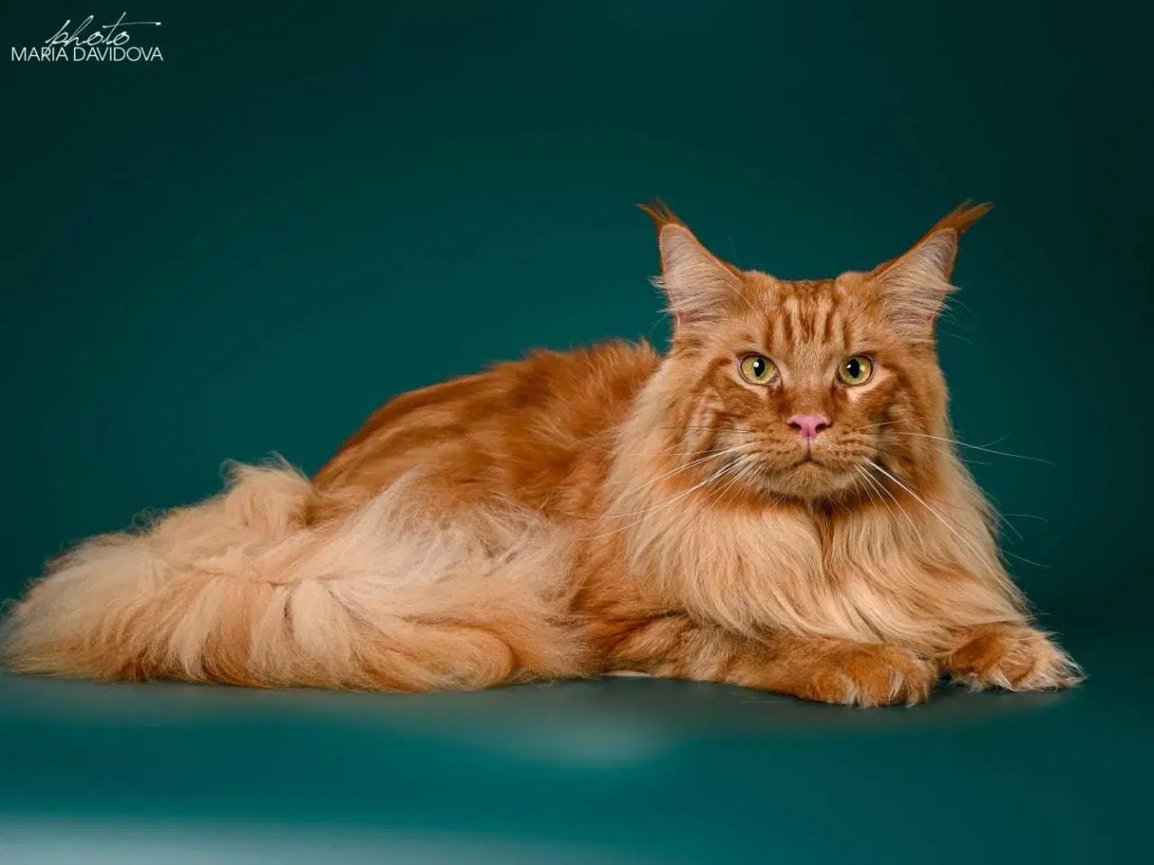 Billede 3 - Renracet Maine Coon hankat til parring 