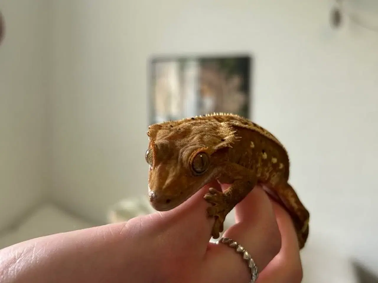 Billede 5 - Kronegekko incl terrarie