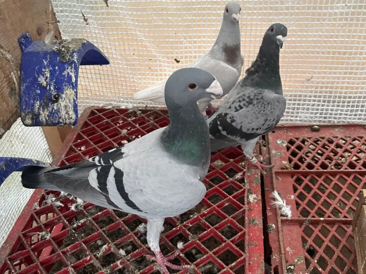 Billede 4 - 30 stk Duer