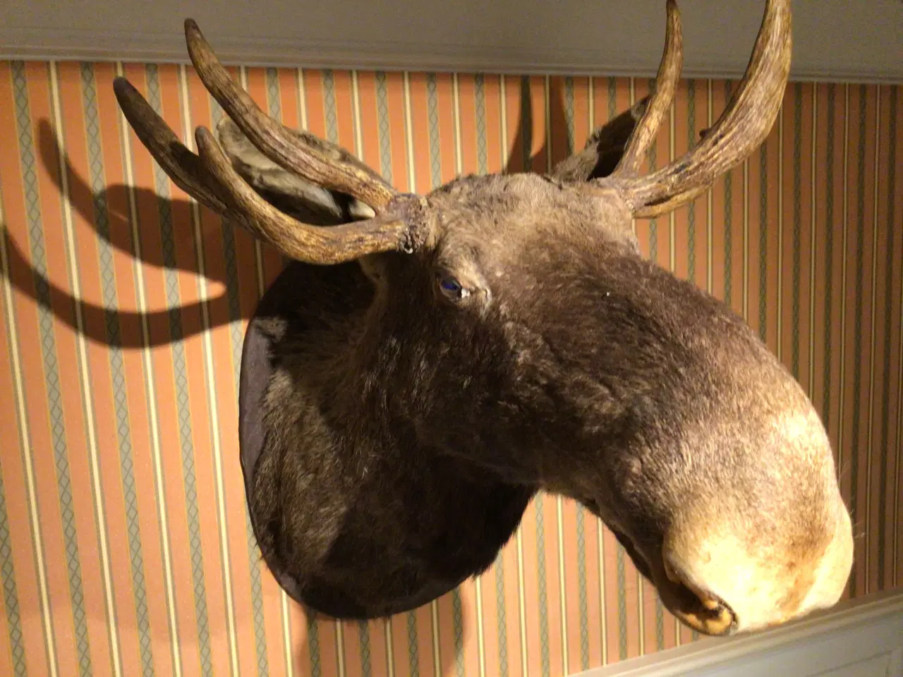 Billede 2 - ELG ulige 7takker 