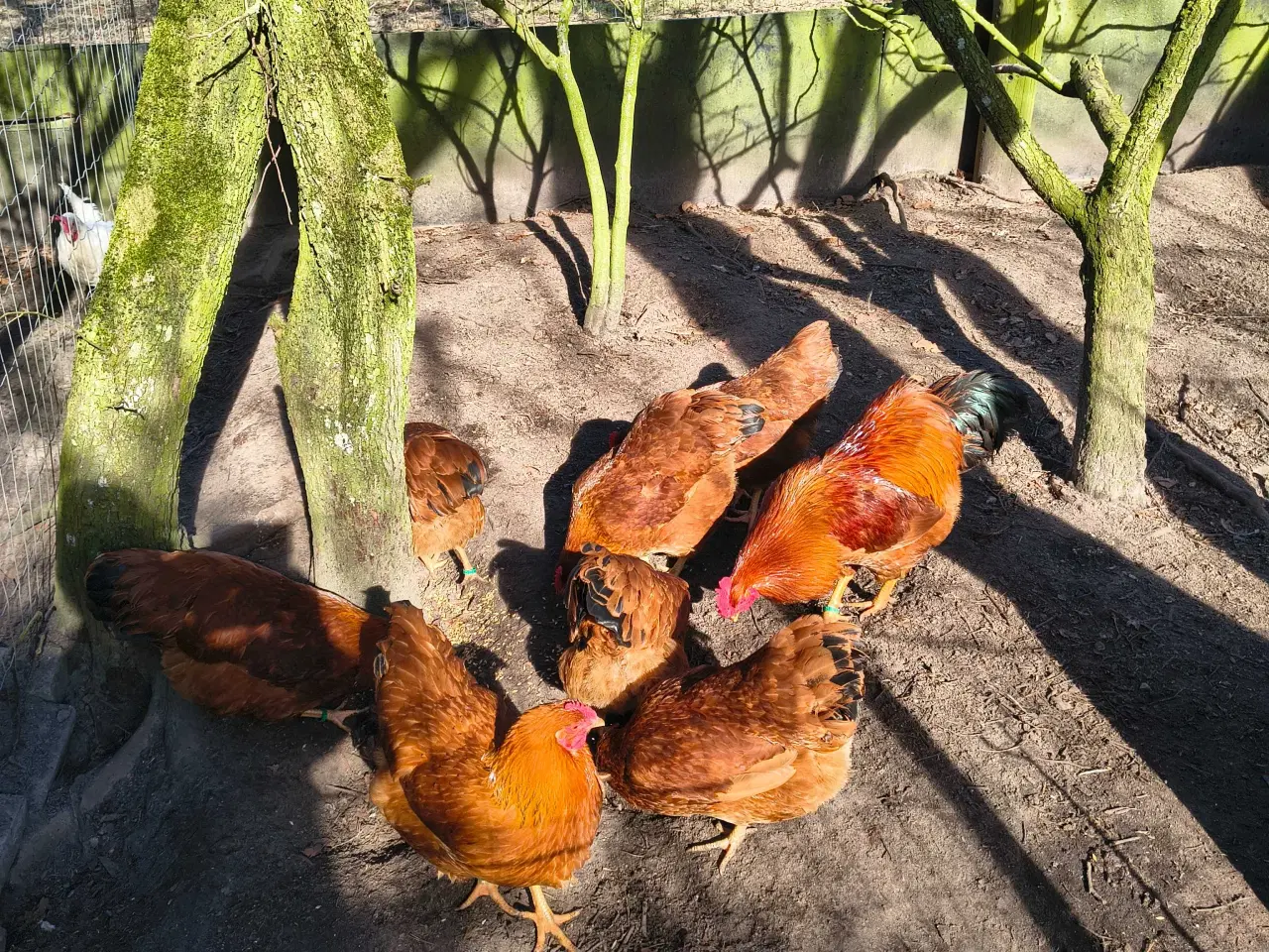 Billede 2 - New Hampshire