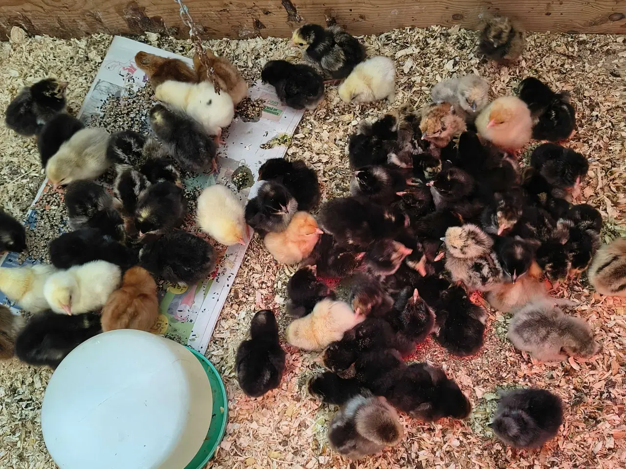 Billede 1 - Daggamle kyllinger klar til skruhøne 