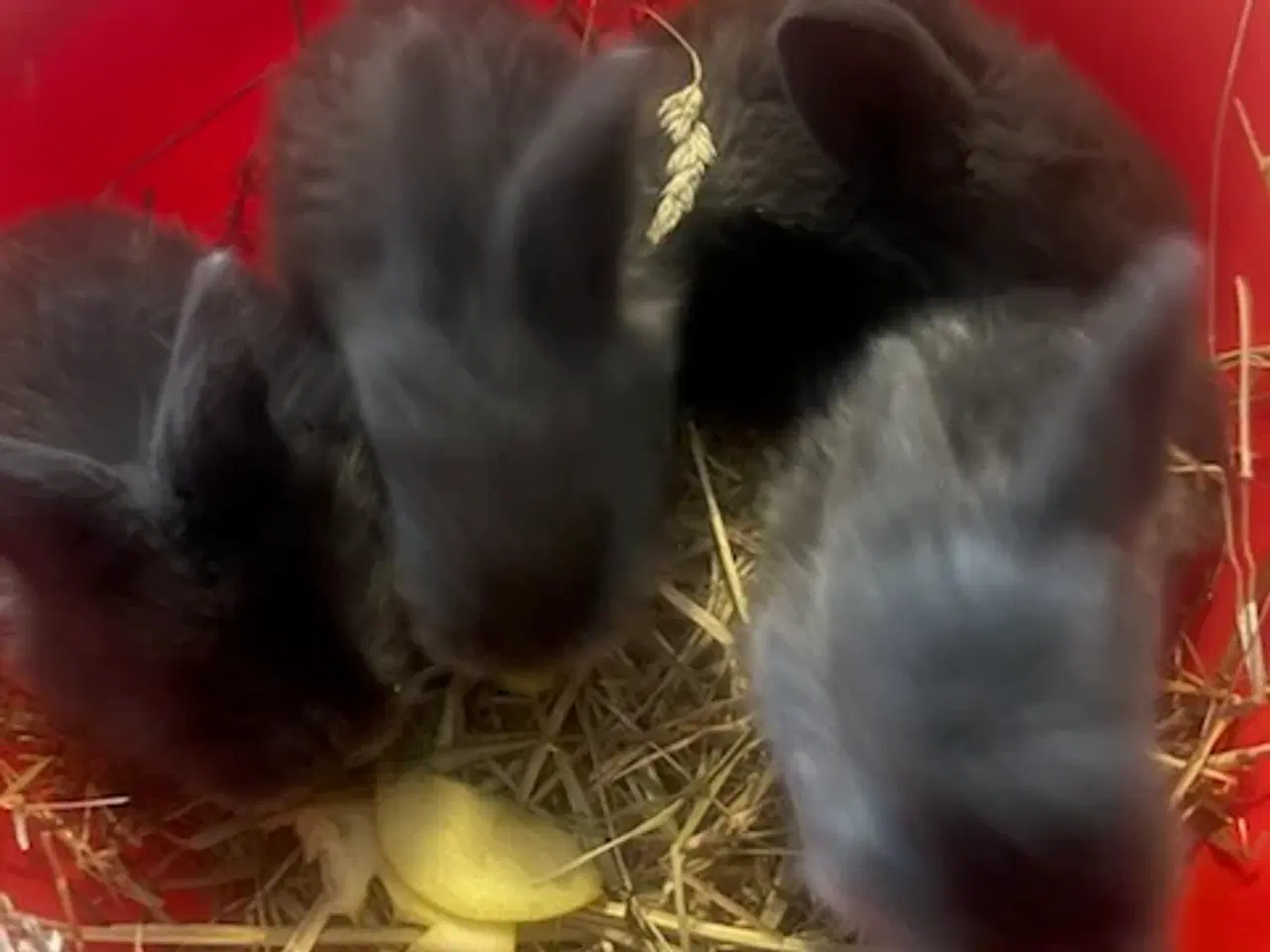 Billede 2 - Harekillinger 5 Stk.