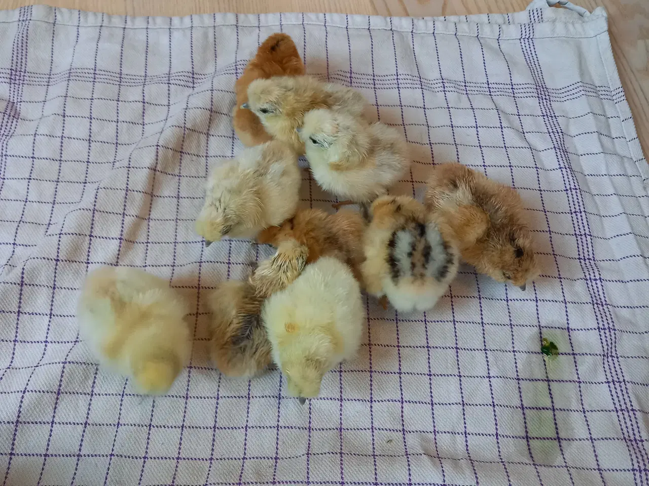 Billede 2 - Kyllinger fra dværg silkehøns