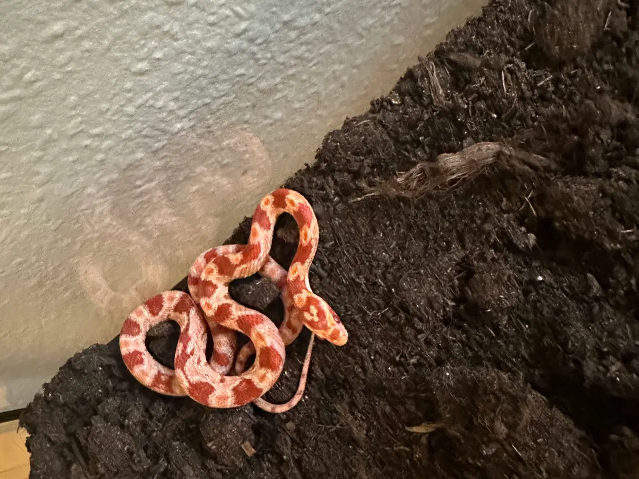 Billede 8 - Spritnyt Kornsnog-setup (Nypris 5000,-)