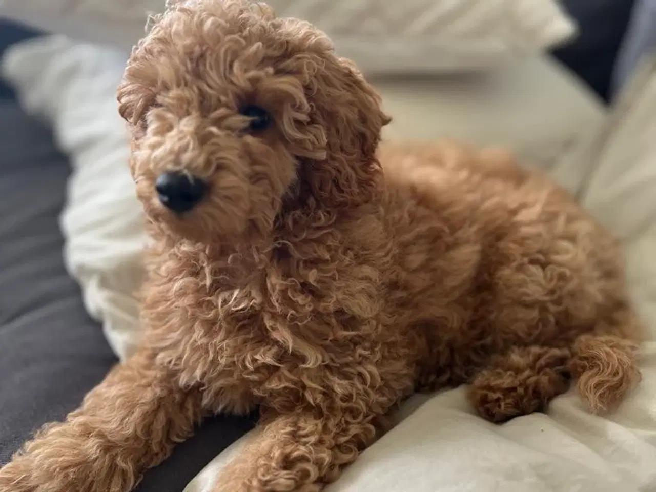 Billede 6 - Goldendoodle/dværgpuddel hvalpe