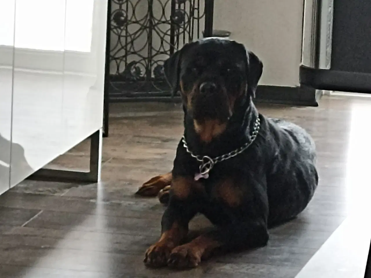 Billede 6 - Ægte Rottweiler hvalpe til salg 