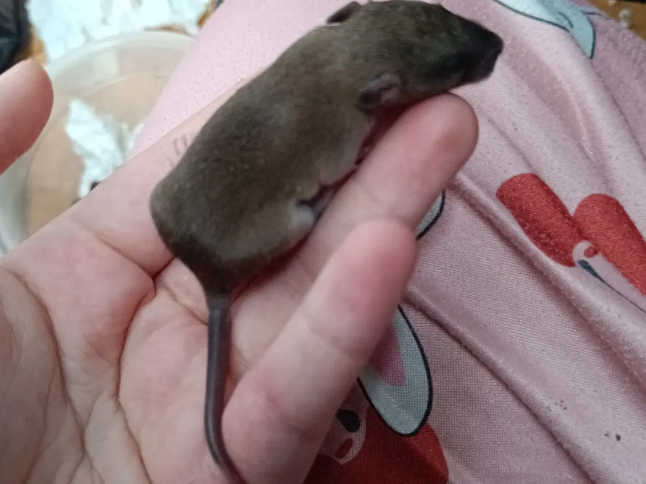 Billede 4 - 4 søde rotte piger