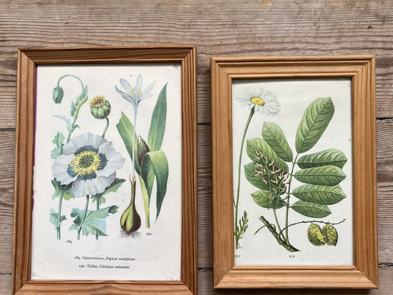 Billede 1 - 2 små billeder med blomster / botanik